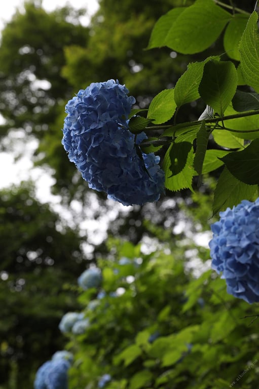 图片[38]-#Kazuko Iwamoto 岩本和子 – Bad travel 禁忌的旅情 (2018-08-06) - 全本免费在线观看-阅图吧