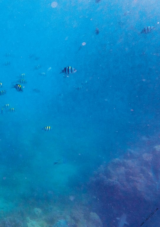 图片[55]-#奥山かずさ１ｓｔ写真集 かずさ - 全本免费在线观看-阅图吧