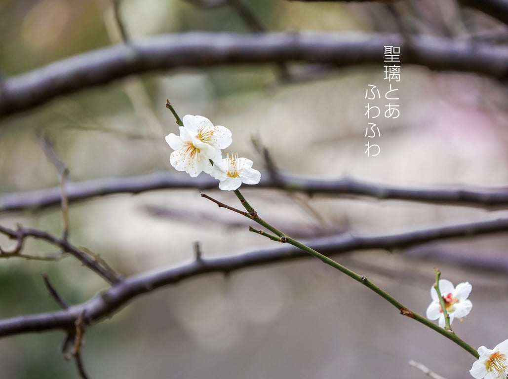 图片[2]-#ふわふわ 圣璃与亜 ヌード写真集\選択項目から作成したフォルダ - 全本免费在线观看-阅图吧