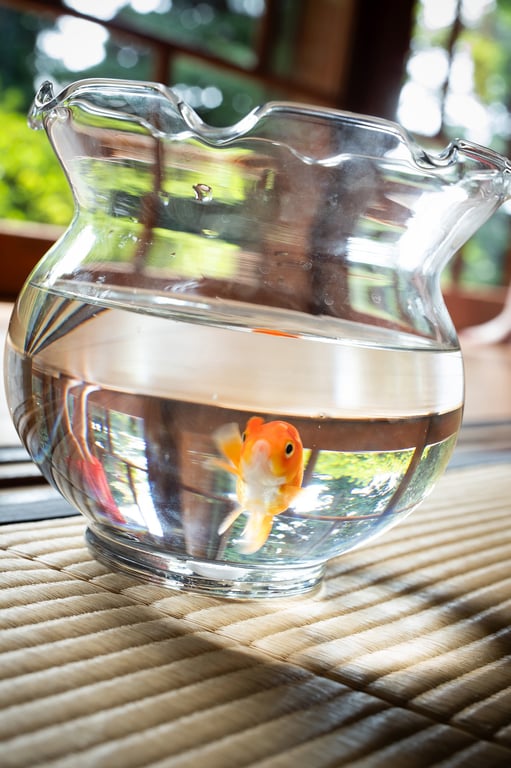 图片[28]-#相楽伊織×室生犀星「蜜的哀怜」 - 全本免费在线观看-阅图吧