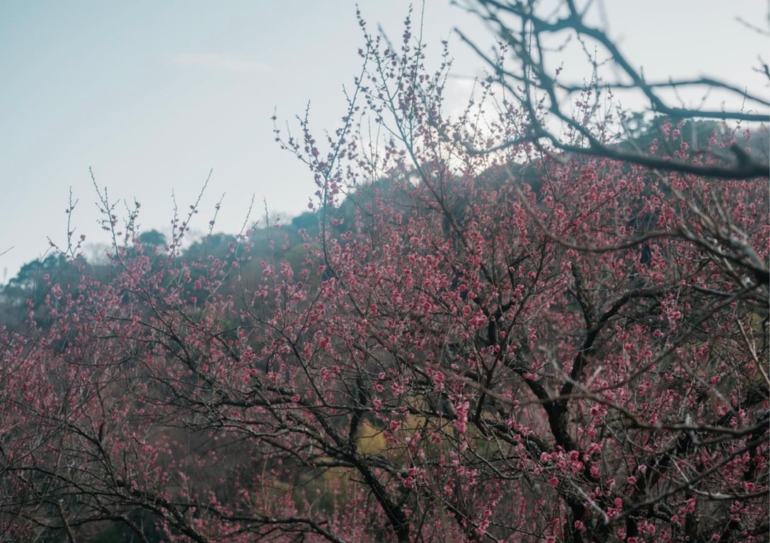 图片[50]-#百瀬菜月 写真集 热情夜 (Wunder Publishing House) - 全本免费在线观看-阅图吧