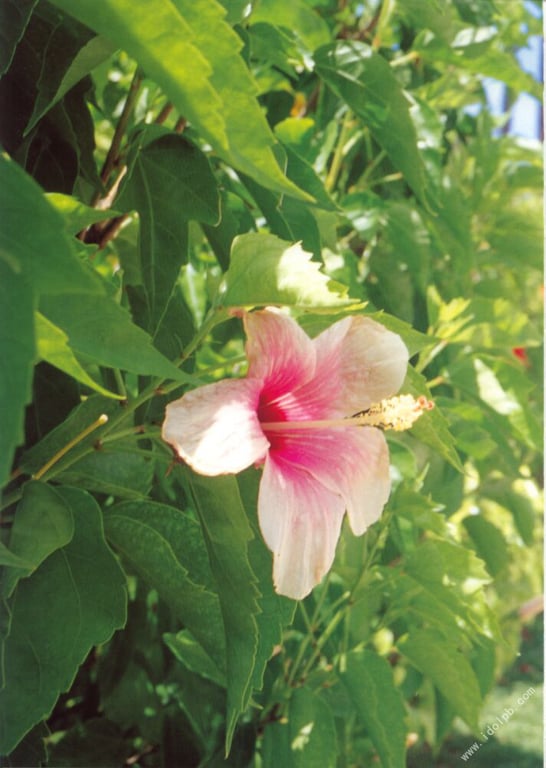 图片[52]-#小仓有栖 写真集 真夏之国的有栖 - 全本免费在线观看-阅图吧