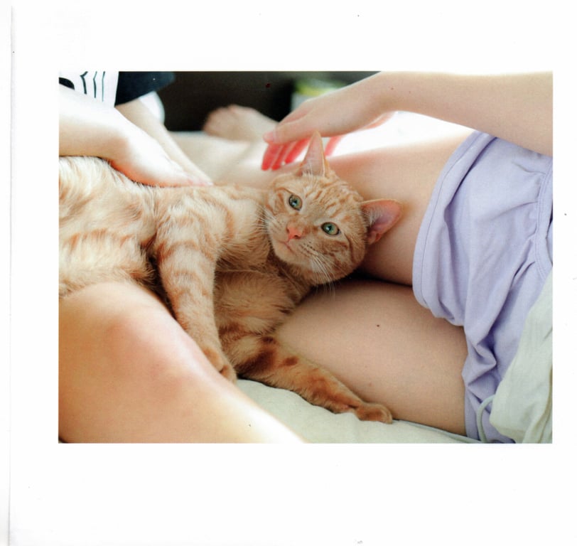 图片[56]-#青山裕企 Photobook 26sets\【青山裕企】猫与大腿 - 全本免费在线观看-阅图吧