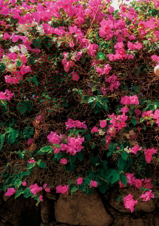 图片[121]-#Manami Hashimoto 橋本愛美的抱きしめて in Hawaii 2020.01.17 - 全本免费在线观看-阅图吧