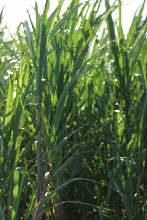 图片[129]-#海に見惚れて 八掛うみ【ヌード写真集】 - 全本免费在线观看-阅图吧