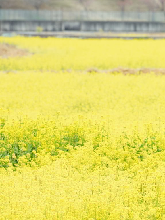 图片[105]-#藤崎里菜写真集 blossom - 全本免费在线观看-阅图吧