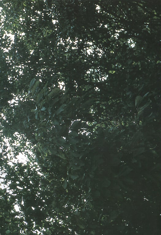 图片[36]-#伊藤瞳 – 15歳 - 全本免费在线观看-阅图吧