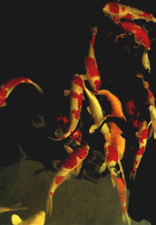 图片[119]-#(月刊シリーズ 057) – 月刊057 佐藤珠绪Special - 全本免费在线观看-阅图吧