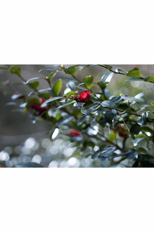 图片[48]-#謎の美女17『一片之舞』ファースト写真集 - 全本免费在线观看-阅图吧