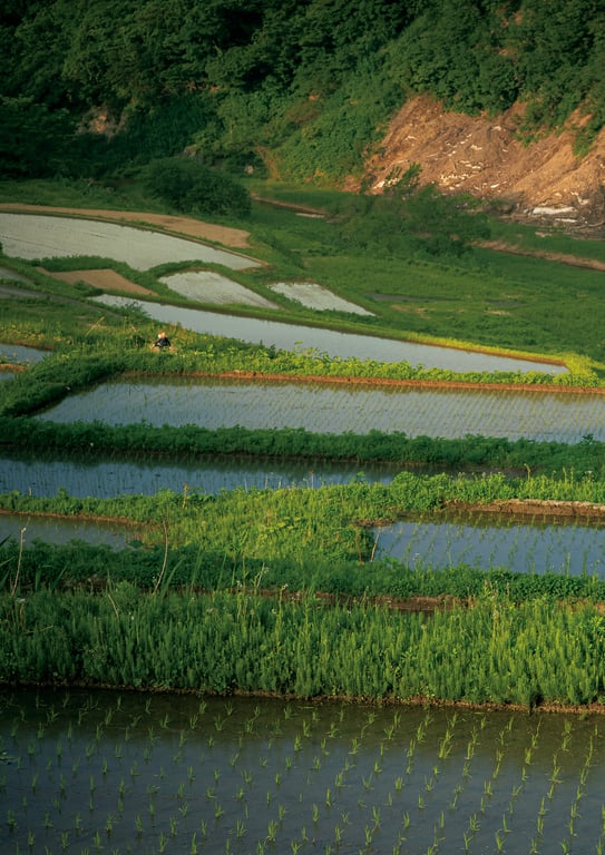 图片[139]-#鈴原りこ1st写真集 柔软温暖。54カット増 大増190ページデジタル完全版 - 全本免费在线观看-阅图吧