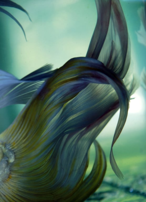 图片[37]-#Saaya Irie 紗綾 – Saaya Irie 紗綾 (2015-10-02) - 全本免费在线观看-阅图吧