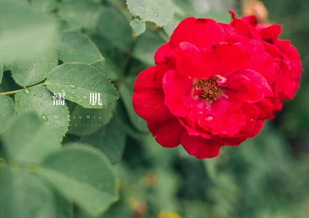 图片[3]-#美东澪 写真集 濡肌 (Wunder Publishing House) - 全本免费在线观看-阅图吧