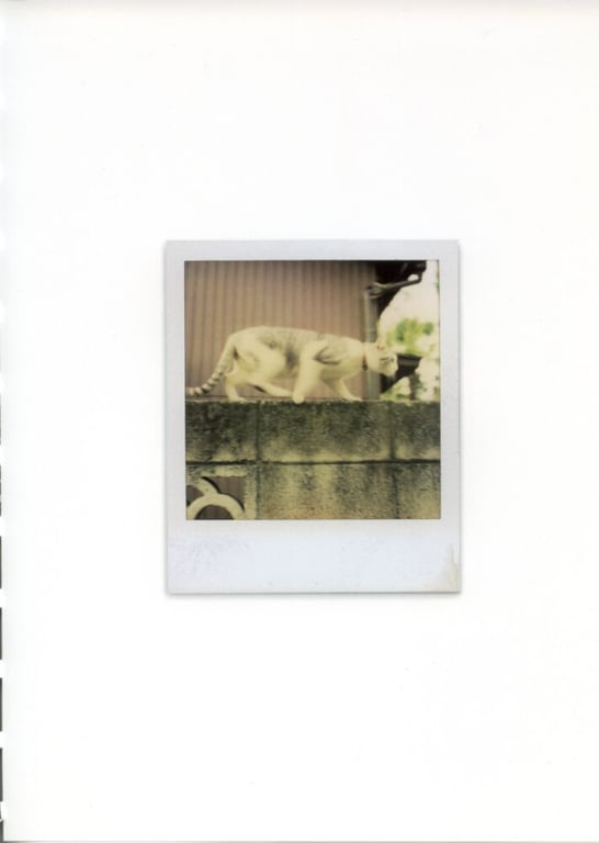 图片[71]-#未向 – LOVE POLA - 全本免费在线观看-阅图吧