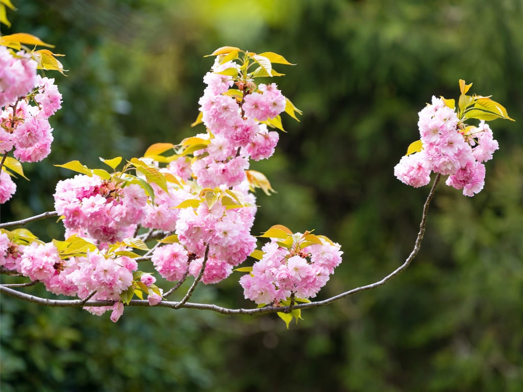 图片[21]-#Mao Watanabe 渡边真绪 – Best Premium Exclusive Cut Vol. 01 - 全本免费在线观看-阅图吧