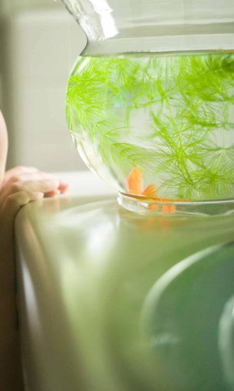 图片[14]-#Sakina Tonchiki 顿知气咲名 – Summer goldfish 夏之金鱼 (2021-08-16) - 全本免费在线观看-阅图吧