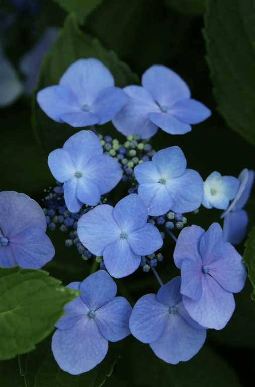 图片[5]-#FRIDAYデジタル写真集 佐藤夢 癒やしのミューズ vol.2 - 全本免费在线观看-阅图吧