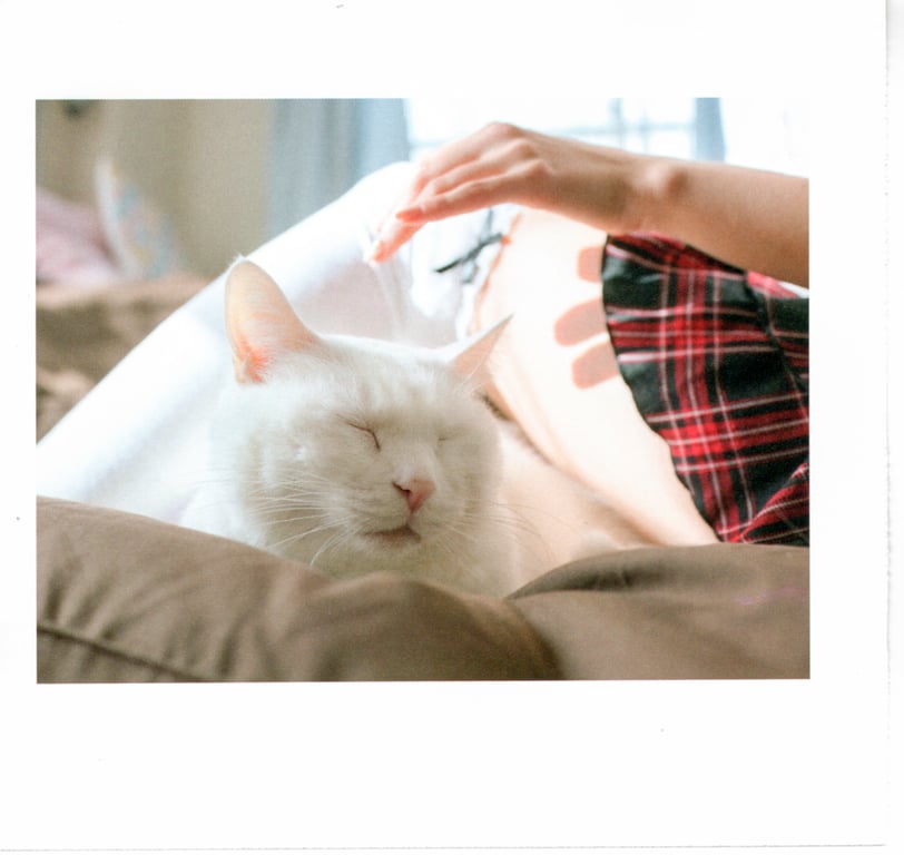 图片[64]-#青山裕企 Photobook 26sets\【青山裕企】猫与大腿 - 全本免费在线观看-阅图吧