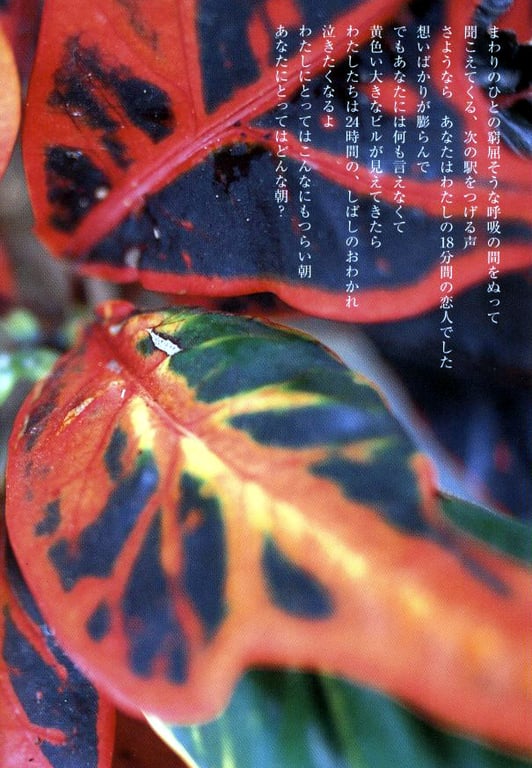 图片[16]-#小仓优子 – 初恋故事～鼓起勇气～ - 全本免费在线观看-阅图吧