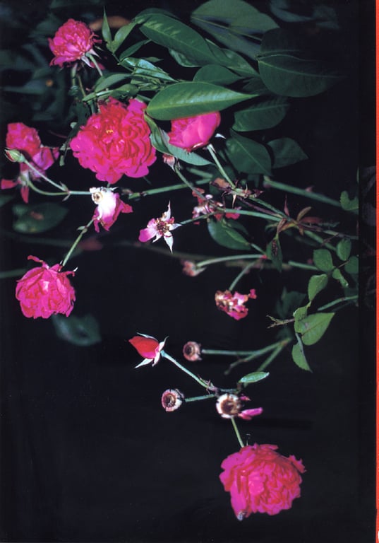 图片[42]-#釈由美子 – CHAOS - 全本免费在线观看-阅图吧