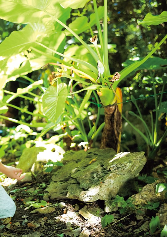 图片[96]-#Mio Imada 今田美樱首本写真集「生命力」 (2018.10.31) - 全本免费在线观看-阅图吧