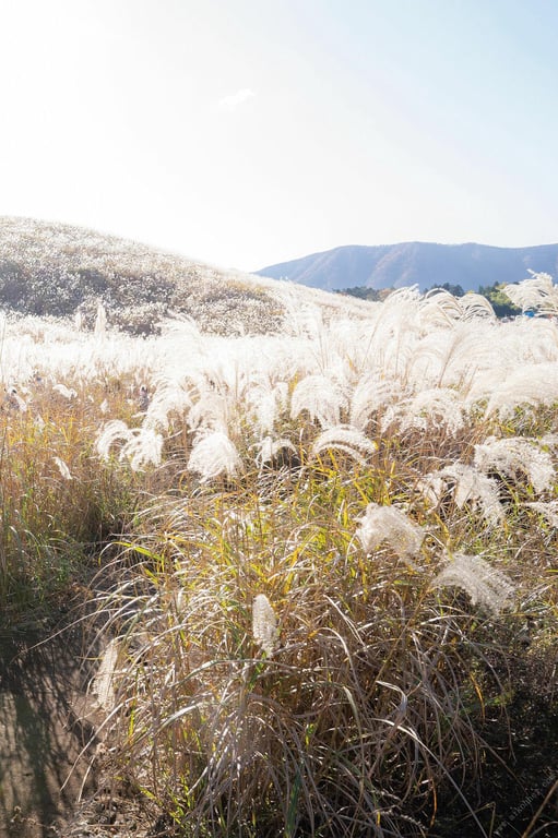 图片[6]-#木下凛凛子数字写真集 春夏秋冬 「晚秋」 - 全本免费在线观看-阅图吧
