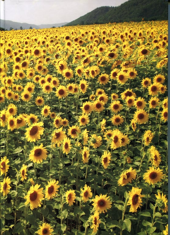 图片[67]-#Risako Sugaya 菅谷梨沙子 – 梨想 - 全本免费在线观看-阅图吧