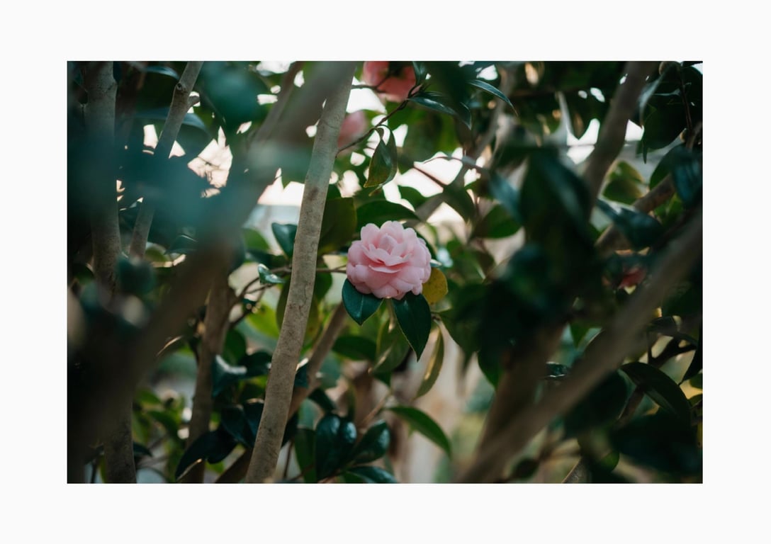 图片[192]-#百瀬菜月 写真集 热情夜 (Wunder Publishing House) - 全本免费在线观看-阅图吧