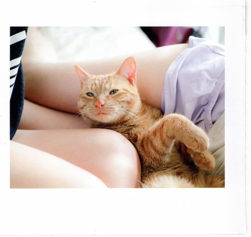 图片[45]-#青山裕企 Photobook 26sets\【青山裕企】猫与大腿 - 全本免费在线观看-阅图吧