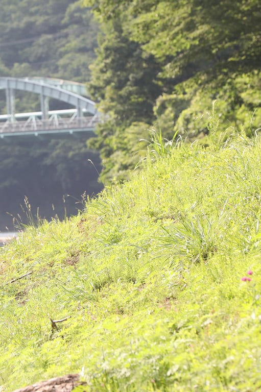 图片[77]-#Kazuko Iwamoto 岩本和子 – Bad travel 禁忌的旅情 (2018-08-06) - 全本免费在线观看-阅图吧