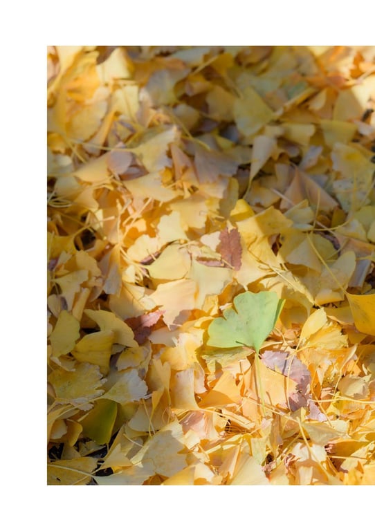 图片[6]-#INORI 花宫祈 1st e-book (Wunder_Publishing_House.) - 全本免费在线观看-阅图吧