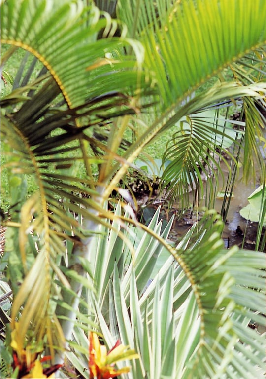 图片[25]-#小倉優子 – 恋心 - 全本免费在线观看-阅图吧