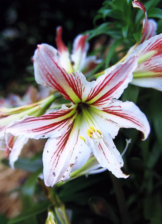 图片[97]-#Misako Yasuda 安田美沙子 – tiara (2004-07-05) - 全本免费在线观看-阅图吧