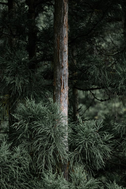 图片[157]-けん研(けんけん) 女忍者忍法媚术之技DL写真集 - 在线免费观看-阅图吧