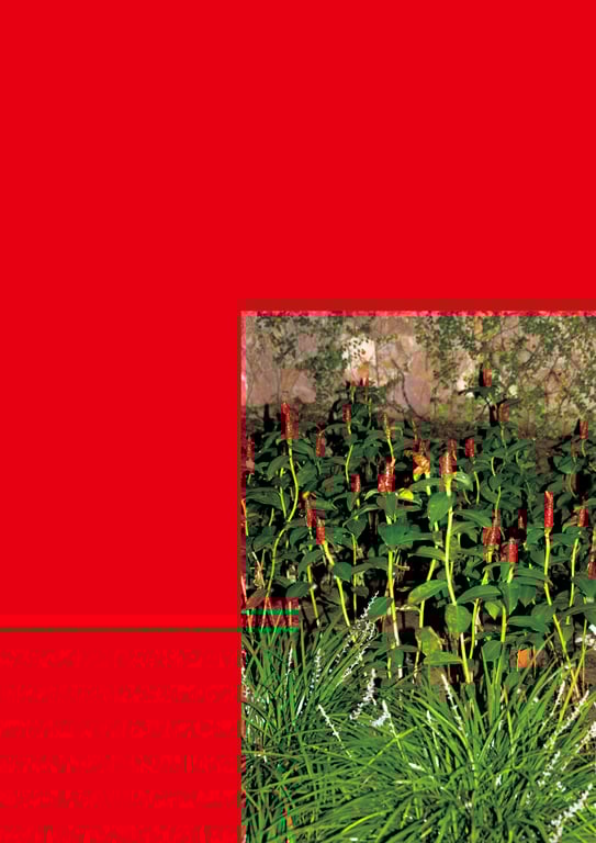 图片[19]-#2025.11.14 白间美瑠写真集 MERCI - 全本免费在线观看-阅图吧