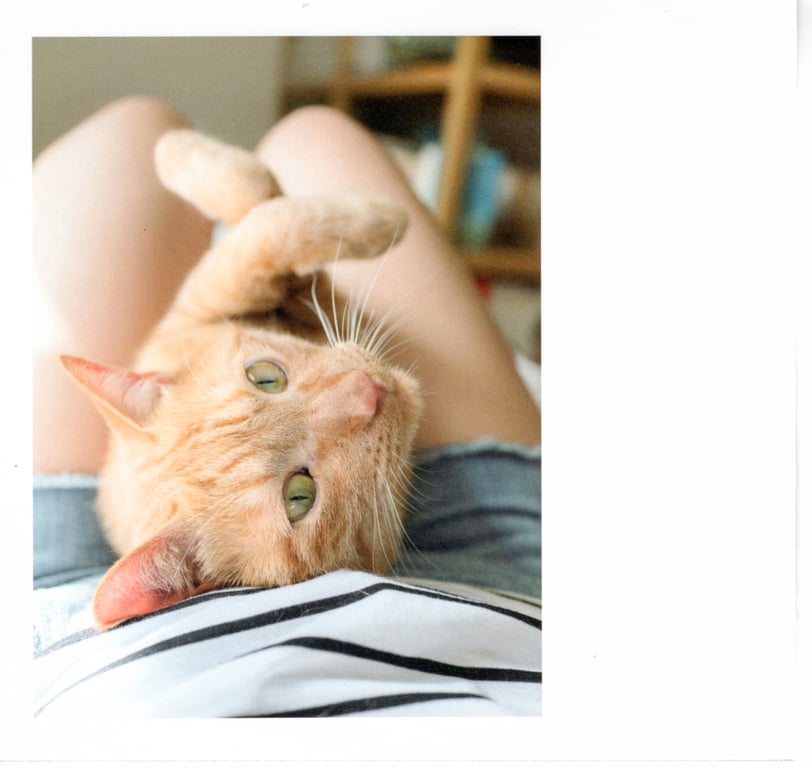 青山裕企 Photobook 26sets\【青山裕企】猫与大腿-阅图吧