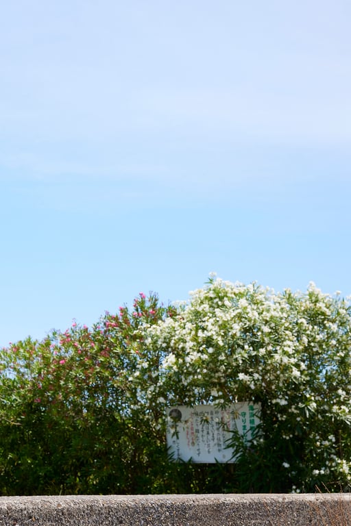 图片[38]-#【電子版限定100ページ】FLASHデジタル写真集R 小湊四葉 サマーヌード - 全本免费在线观看-阅图吧