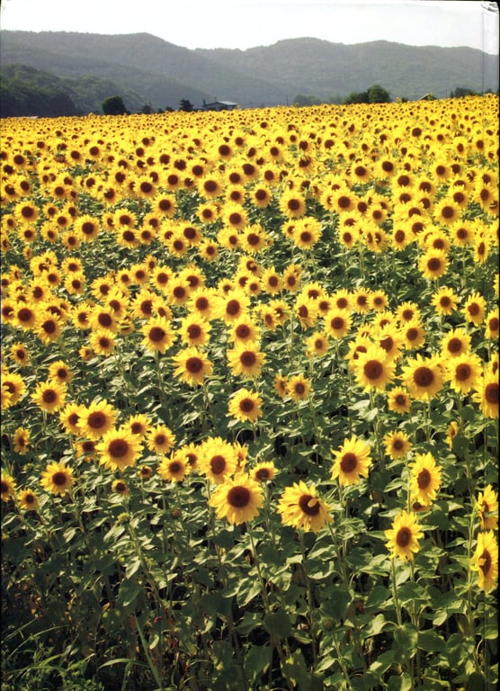 图片[56]-#Risako Sugaya 菅谷梨沙子 – 梨想 - 全本免费在线观看-阅图吧