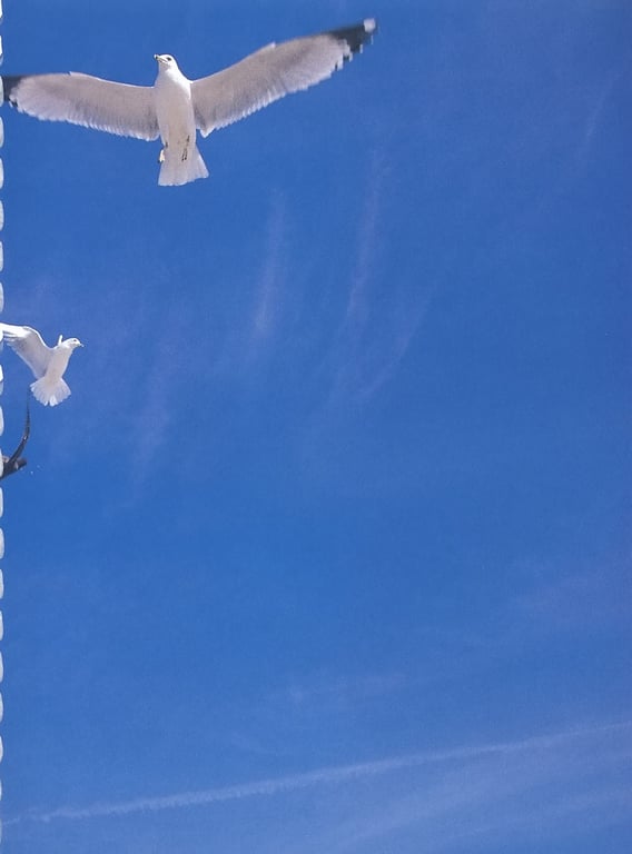 图片[113]-#佐藤宽子 – Peek a Boo! (ringo_scan) - 全本免费在线观看-阅图吧