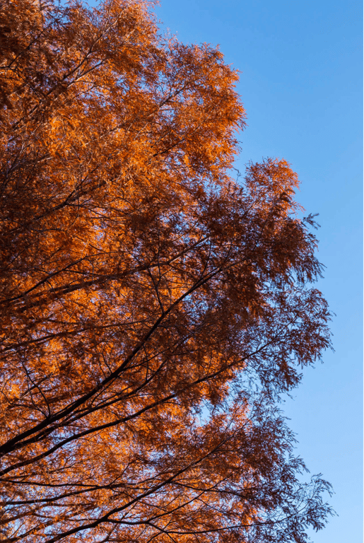 图片[56]-#森日向子 公式写真集 青春 #アオハル - 全本免费在线观看-阅图吧