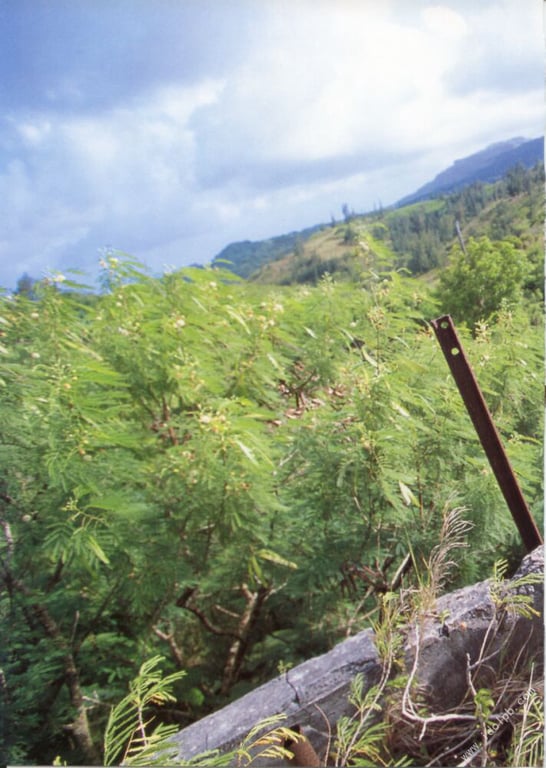 图片[30]-#小仓有栖 写真集 真夏之国的有栖 - 全本免费在线观看-阅图吧