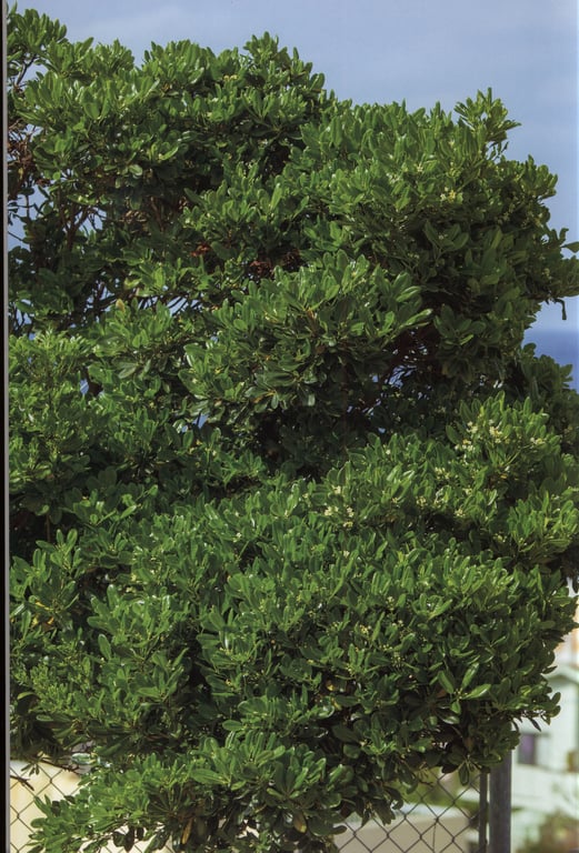 图片[9]-#Karin Miyamoto 宫本佳林 – Karin sixteen (2015-05-27) - 全本免费在线观看-阅图吧