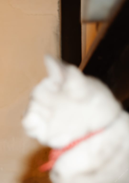 图片[13]-#NEWLOOK【girl meets street】伊贺真子 - 在线免费观看-阅图吧