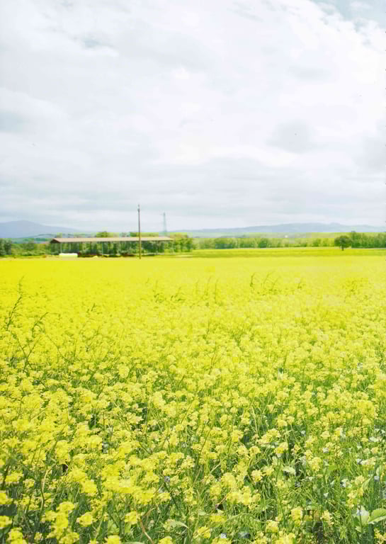 图片[31]-#新木优子 2nd写真集 honey Low Qulity - 全本免费在线观看-阅图吧