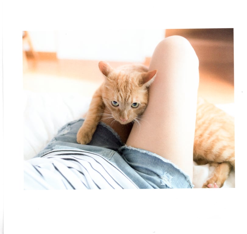 青山裕企 Photobook 26sets\【青山裕企】猫与大腿-阅图吧