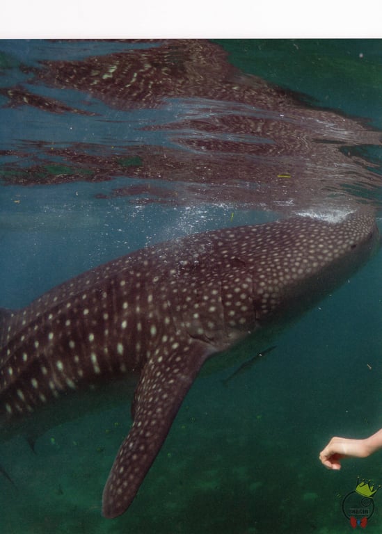 图片[70]-#AKB48 团队8 大西桃香1st写真集 梦的实现方法。 - 全本免费在线观看-阅图吧