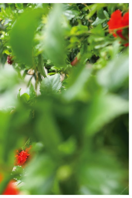 图片[97]-#海に見惚れて 八掛うみ【ヌード写真集】 - 全本免费在线观看-阅图吧