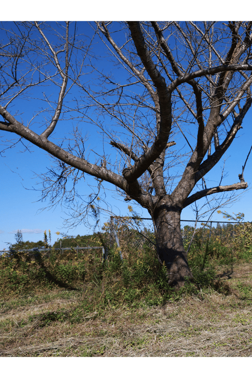 图片[2]-#田中柠檬 SPLASH！ 周刊POST数字写真集 - 全本免费在线观看-阅图吧
