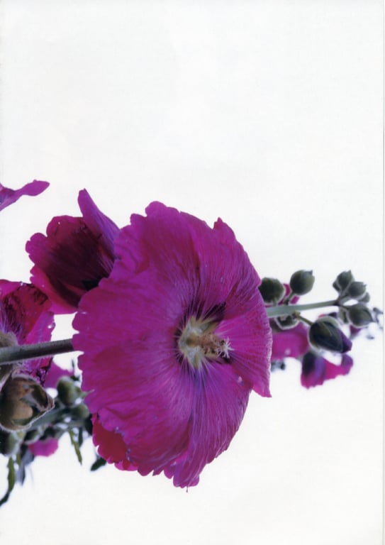 图片[195]-#釈由美子 – CHAOS - 全本免费在线观看-阅图吧