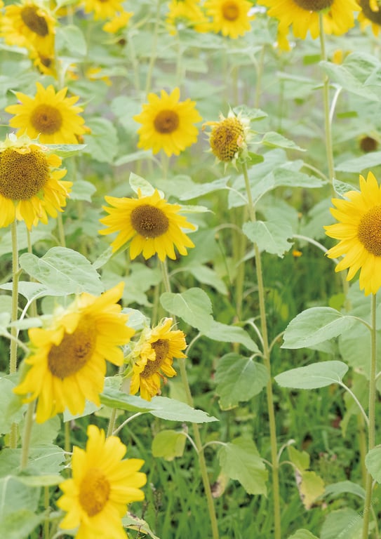 图片[42]-岬なこ1st写真集 你的身旁 - 在线免费观看-阅图吧