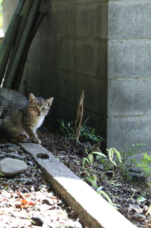图片[55]-#Kazuko Iwamoto 岩本和子 – Bad travel 禁忌的旅情 (2018-08-06) - 全本免费在线观看-阅图吧